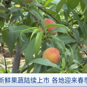 云南：新鲜果蔬陆续上市 各地迎来春季采收