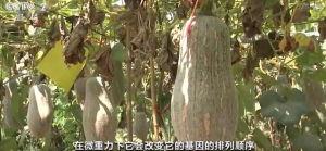 你吃的蔬菜瓜果，可能是“太空种子”的后代！航天育种硕果累累：1个2000亿元大市场打 ...