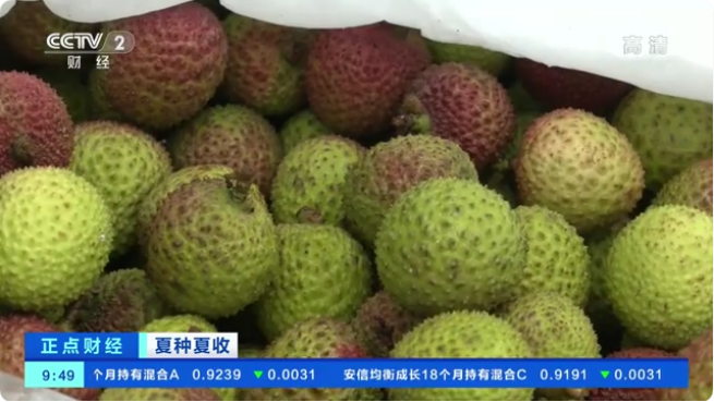 荔枝上市旺季来了！海南琼州海峡开通绿色通道 保障荔枝新鲜出岛