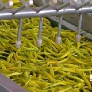 供不应求！戈壁滩上种黄瓜？远销海内外，全都要靠它→