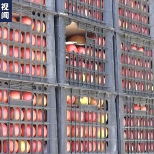 他们为啥排队买西红柿？原因有点暖