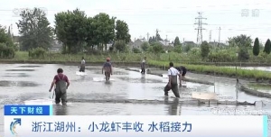 丰收！湖北潜江首季稻虾收获完毕，价格走势如何？