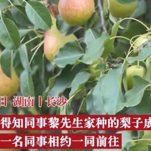 女子去同事家摘梨被砸伤索赔13万 公道自在人间无理索赔必失败