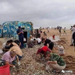 台风过后，青岛海滩上全是海鲜！海蛎子、花螺、扇贝……